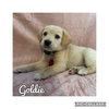 Goldie