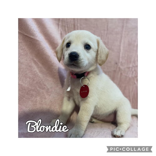 Blondie