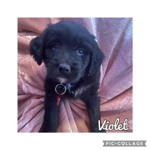 Violet