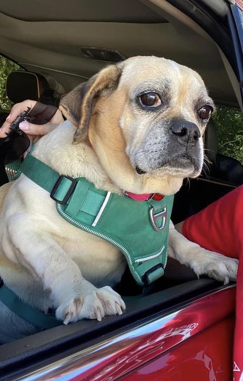 Petunia Mae