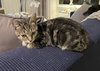 Laverne
