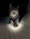 Laverne