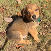 Ranger
