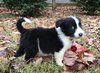 PONGO
