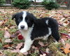PONGO