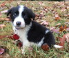 PONGO