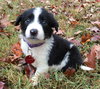 PONGO