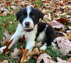 PONGO