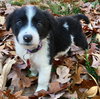 PONGO