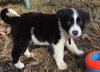 PONGO