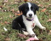PONGO