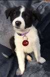 PONGO