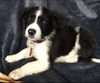PONGO