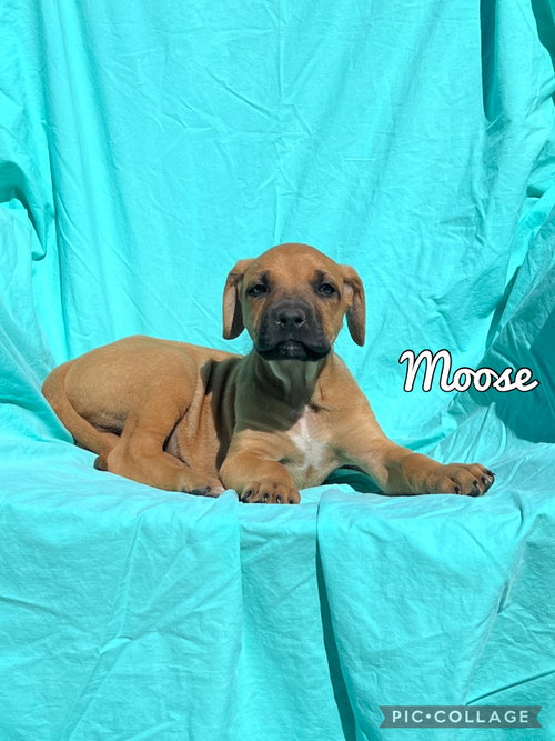 Moose