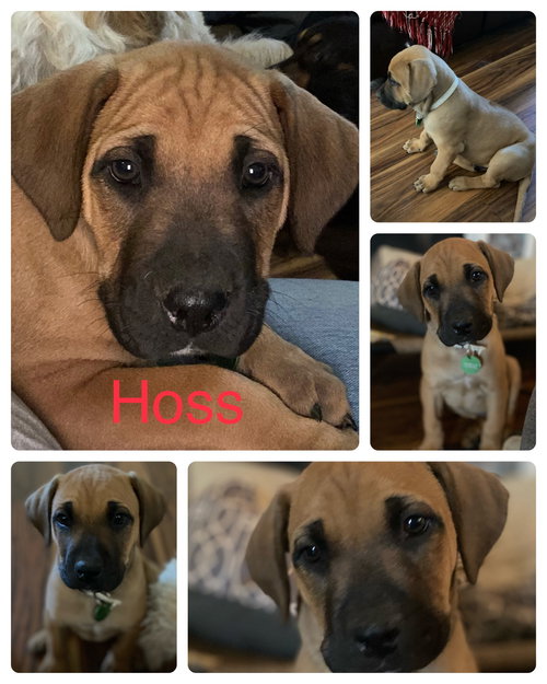 Hoss