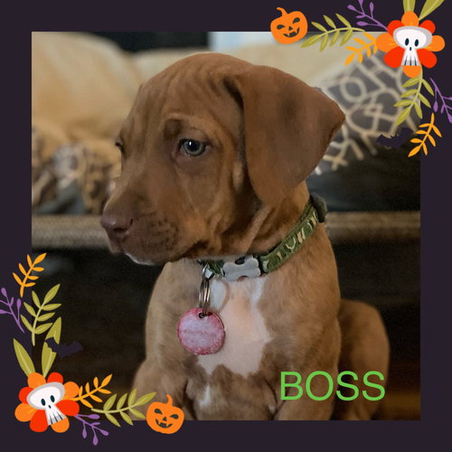 Boss