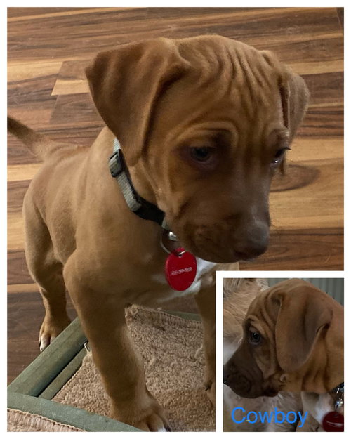 Clyde