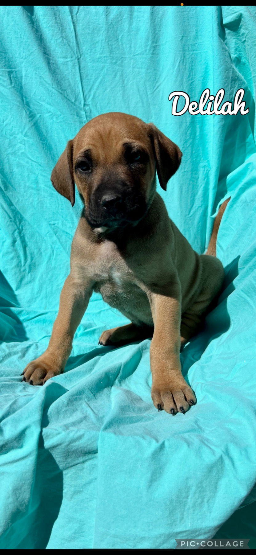 Dog for Adoption - Delilah, a Rhodesian Ridgeback in Dickson, TN