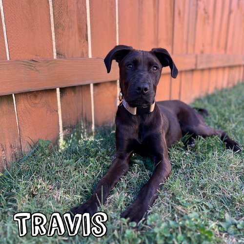 Travis