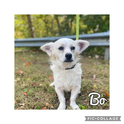 Bo