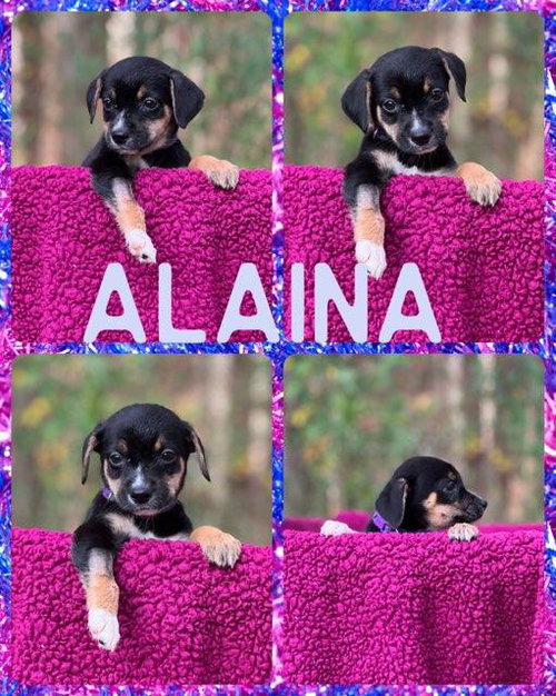 Alaina
