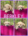 Barkley