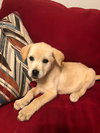 Barkley