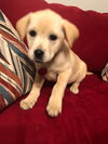 Barkley