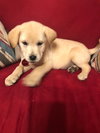 Barkley