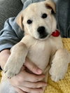 Barkley