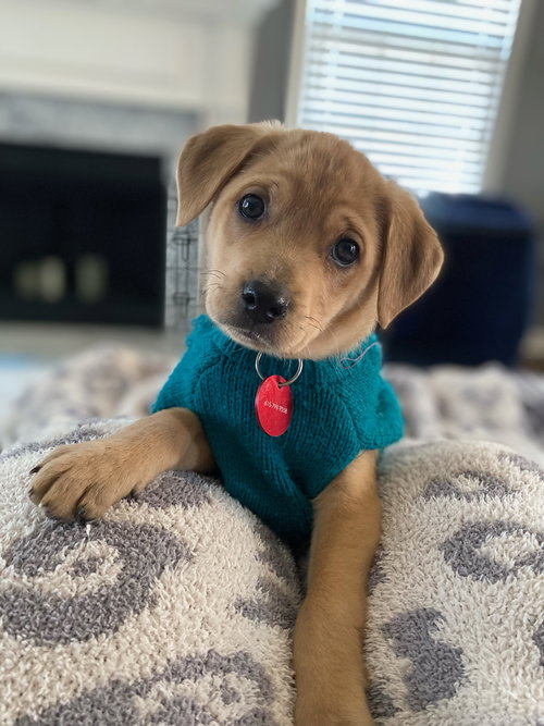 Scout