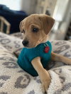 Scout