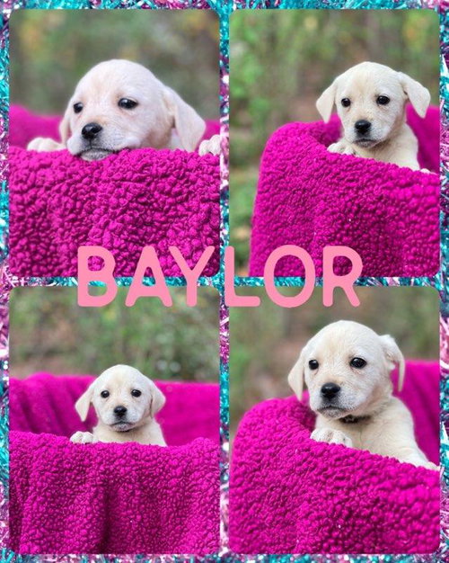 Baylor