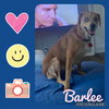 Barlee
