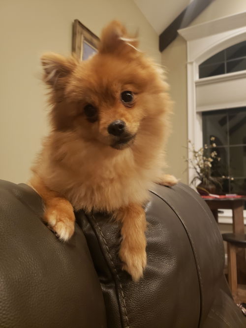 Gemma