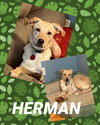 Herman