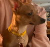 Willow
