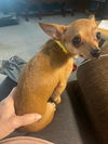 Willow
