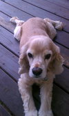 Henry