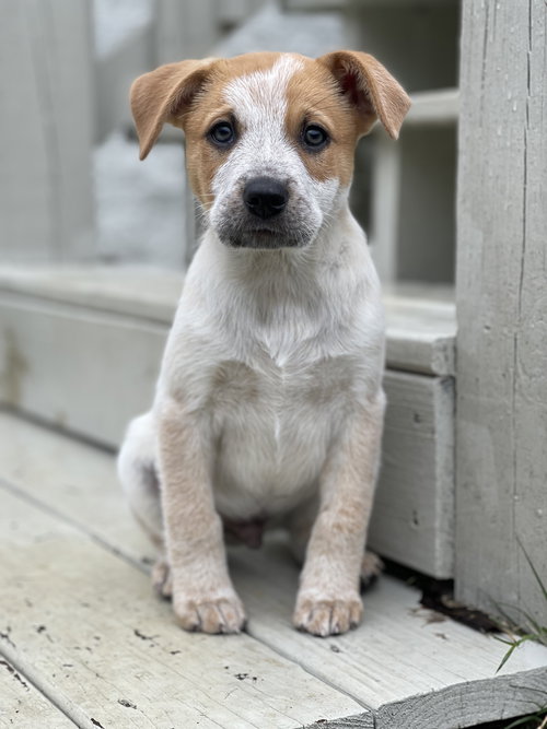 Winston
