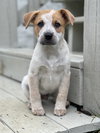 Winston