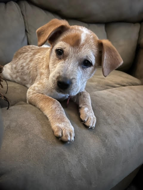Jax
