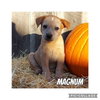 Magnum