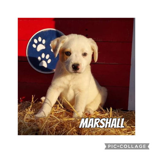 Marshall