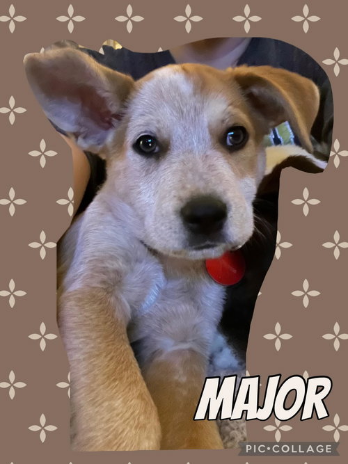 Major