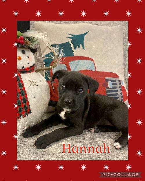 Hannah