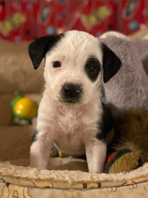 Winston