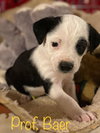 Winston