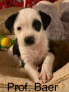 Winston