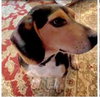 Roscoe